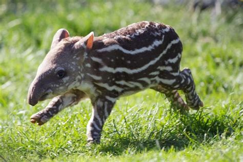 Amazing and Fun Facts About Tapirs – Animal Encyclopedia