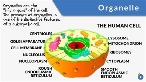 Organelle - Definition and Examples - Biology Online Dictionary