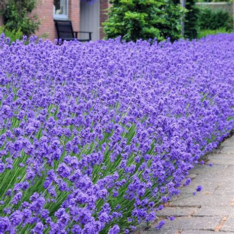 1 X LAVENDER HIDCOTE ENGLISH EVERGREEN BUSHY SHRUB HEDGING PLANT IN POT ...