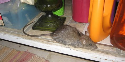 I found a rat in my house – are there more?