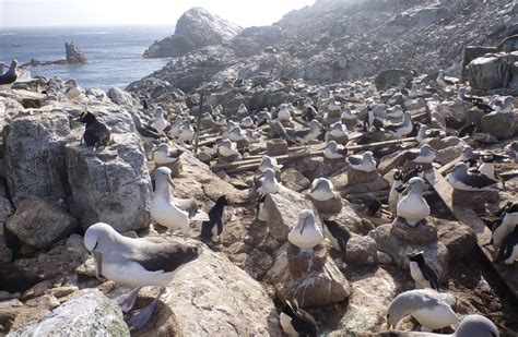 Albatross: New Zealand native sea and shore birds