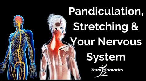 Pandiculation, Stretching & Your Nervous System - YouTube