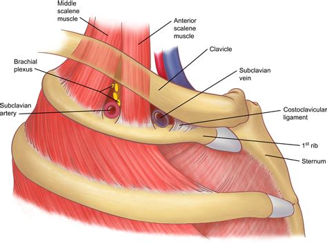 Anatomy of the Thoracic Outlet - Thoracic Surgery Clinics