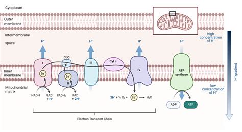 Electron Transport Chain Diagram | Quizlet