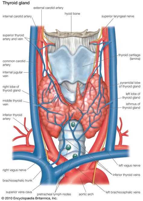 Thyroid Gland Anatomy