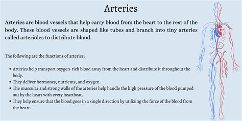 Arteries Veins And Capillaries