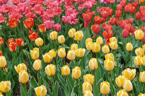 Tulip: How to Grow and Care for Tulip Plants