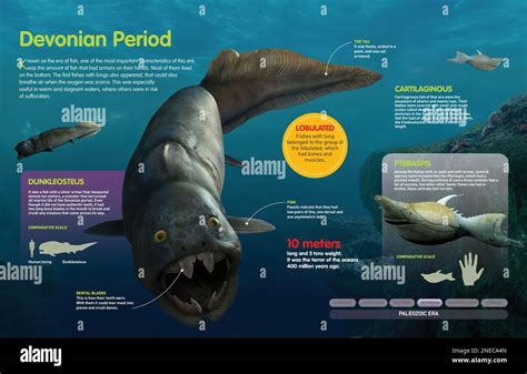 Infographic of the fish that lived during the Devonian period (416 ...