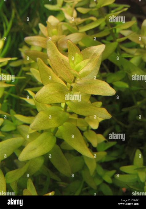 Bacopa Caroliniana Aquarium Plant Stock Photo - Alamy