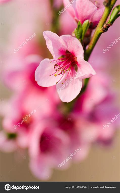 Peach Blossom Flowers Close View — Stock Photo © klagyivik #187185848