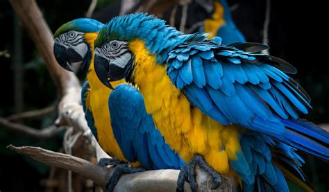 Blue & Yellow Macaw Parrott - Facts, Information & Habitat