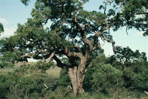 Marri (Corymbia calophylla) – Robert Powell Tree Pictures