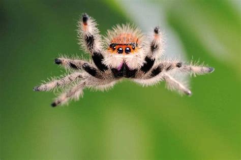 There are over 6,380 species of jumping spider, all renowned for their ...