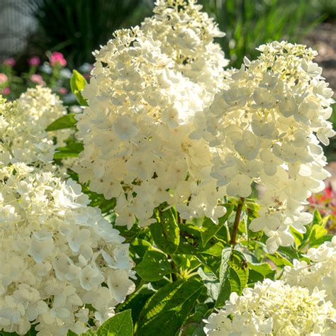 White Wedding Hydrangea | PlantAddicts.com