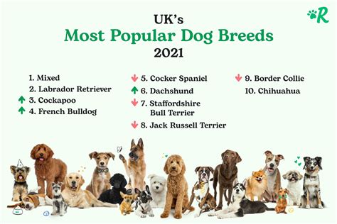 Top of the Pups: Rover Reveals UK’s Most Popular Dog Breeds | The Dog ...