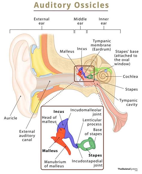 Auditory Ossicles (Ear Bones) - Definition, Functions, & Diagram