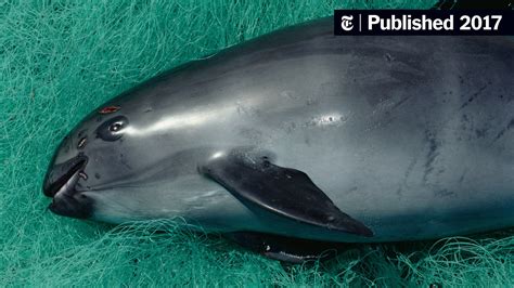 Only Captivity Will Save the Vaquita, Experts Say - The New York Times