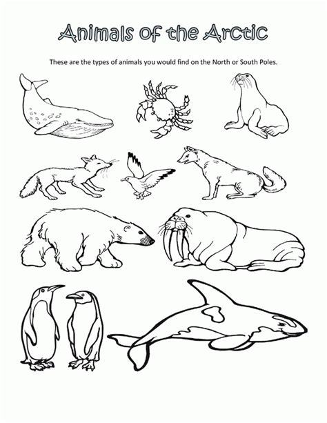 Free Printable Arctic Animals Coloring Pages - Coloring Home