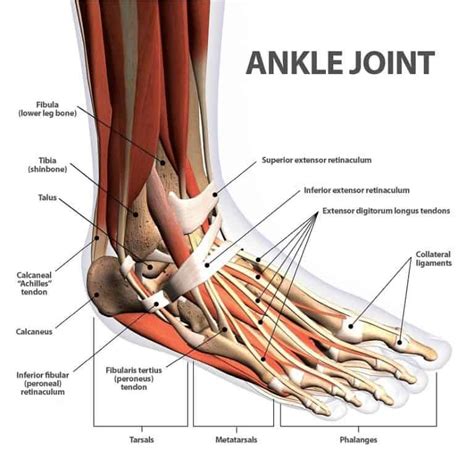 Sprained ankle treatment with 2 exercises en 2020 | Tobillo