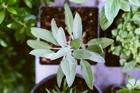 Growing Sage Indoors from Seed - The Kitchen Herbs