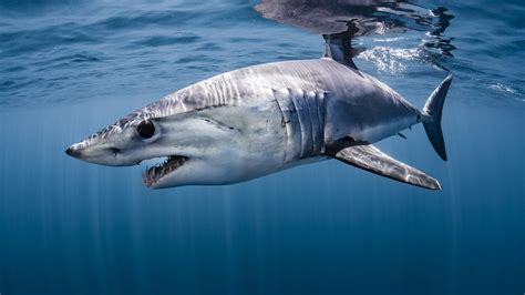 Mako sharks: Racing extinction - Oceanographic Magazine - Oceanographic