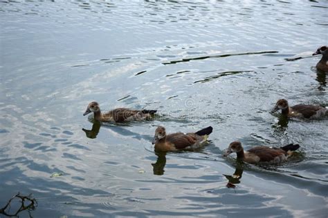 Feeding a Swimming Duck Family on a Pond in Europe Stock Image - Image ...