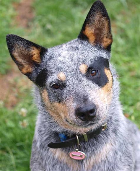 blue heeler pictures - all individually marked Heeler Puppies, Bulldog ...