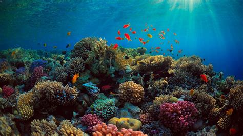 Great Barrier Reef Wallpapers on WallpaperDog