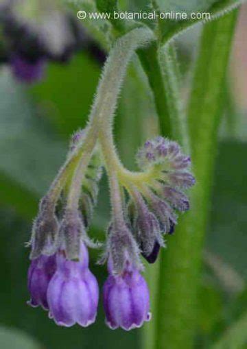 Comfrey side-effects – Botanical online