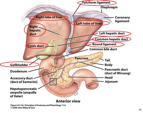 Anatomy Of Liver And Gallbladder