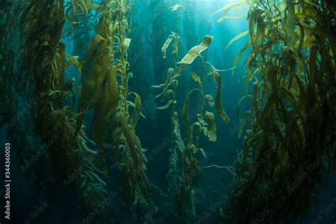 Foto de Forests of giant kelp, Macrocystis pyrifera, commonly grow in ...