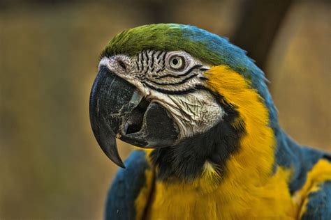 Types of Macaws to Consider as a Pet