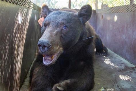 Wildlife Officials Release Black Bear Burned in the Bear Fire Back into ...