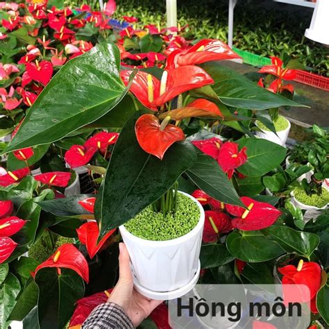 cây hồng môn để văn phòng, trong nhà | Shopee Việt Nam