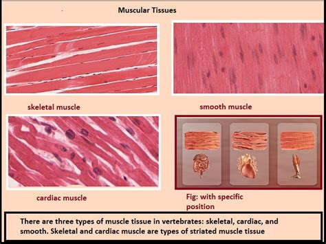 Muscular Tissue - PCSSTUDIES - Biology Muscular Tissue