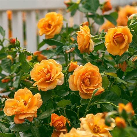 【SALE／65%OFF】 ORANGE ROSE ilam.org