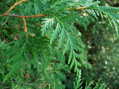 white cedar needle type thing - Ontario Native Plant Nursery ...