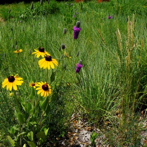 MN Native June Grass Plants | Natural Shore Technologies