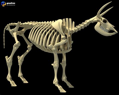 Cow Skeleton by Gandoza on deviantART