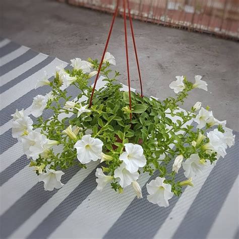 White Petunia Seeds - Mountain Top Seed Bank