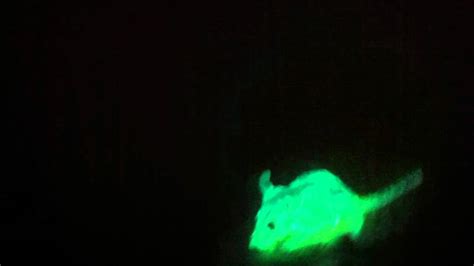 glowing mouse - YouTube