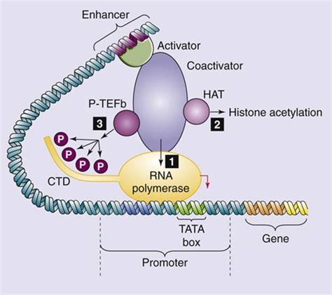 Transcription Factors