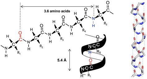 Protein Secondary Structure – BIOC*2580: Introduction to Biochemistry