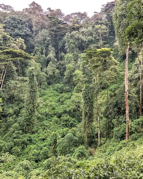 Gorilla Trekking in Bwindi Impenetrable National Park (Uganda)