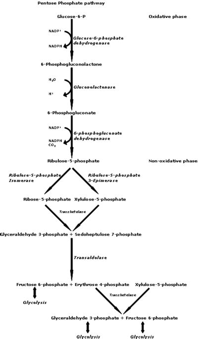 Pentose phosphate pathway - Wikipedia