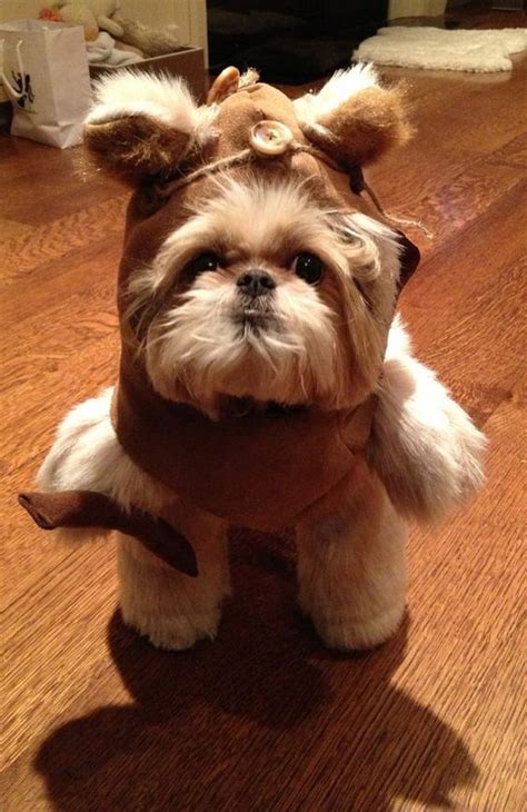 19 Adorable Shih Tzu Costumes That Will Win Your Heart | Shih Tzu Daily ...