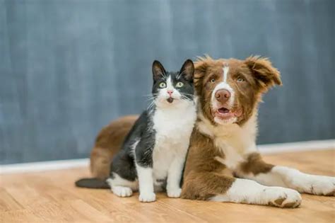 Cat With Dog Pictures | Download Free Images on Unsplash