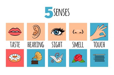 Five senses infographic | Premium Vector