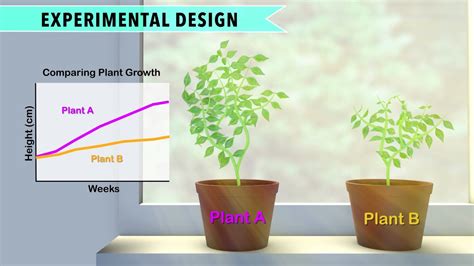 Plant Growth Experiments For Kids | Kids Matttroy