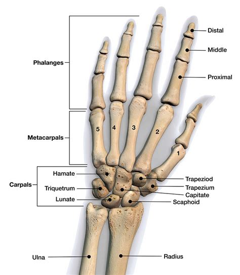 Hand Bone Anatomy Diagram